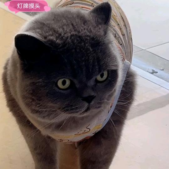 夜歌