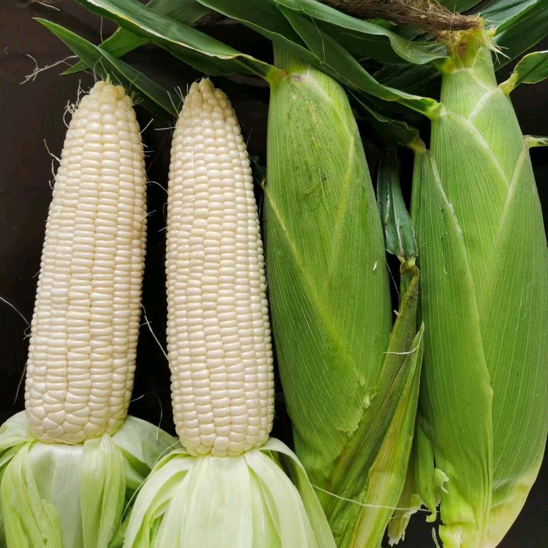 贵州甜糯玉米种子