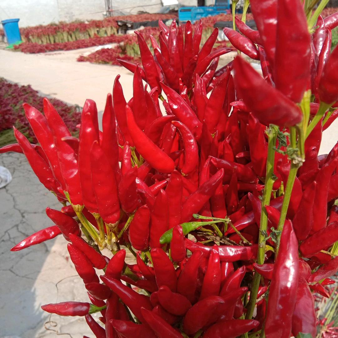 柘辣辣商贸陈娟