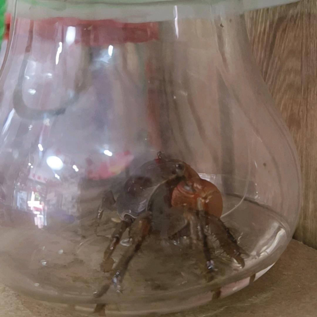 可以我也去晨有你