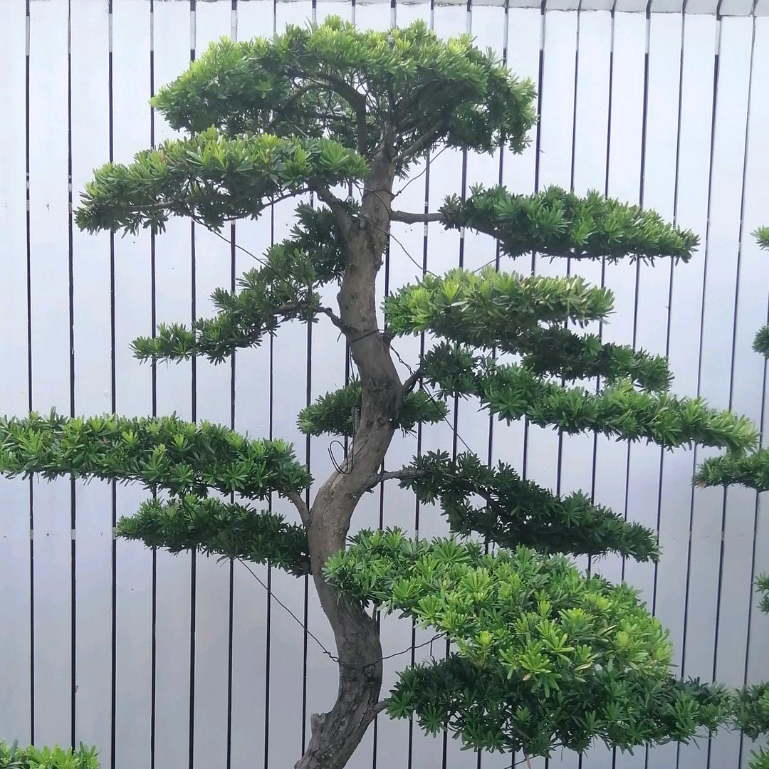 鹏哥哥