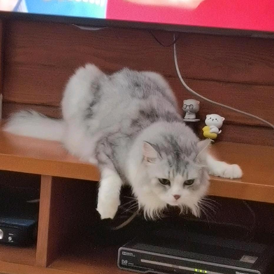 我有一只小猫哩