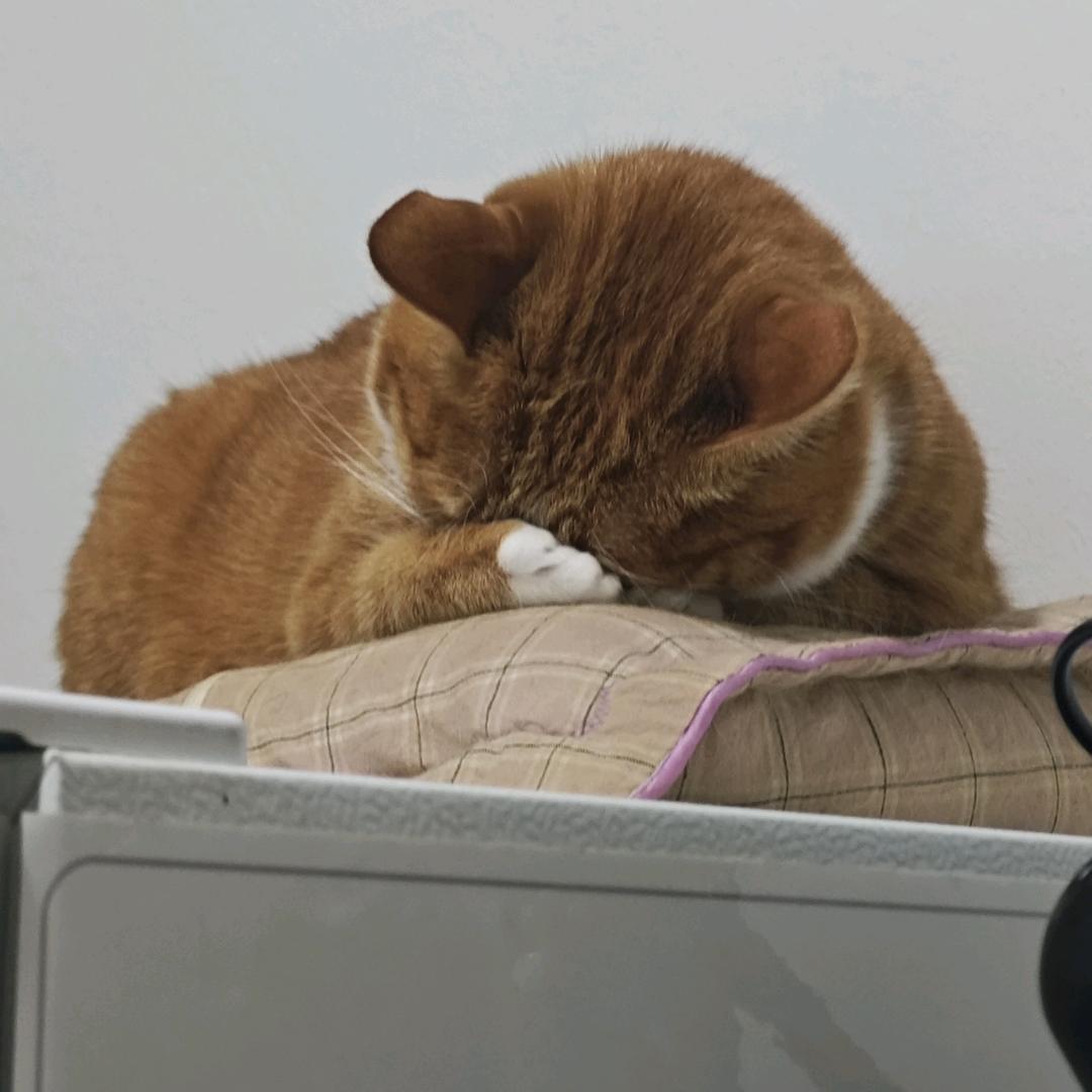 2人5猫（牛马生活版）