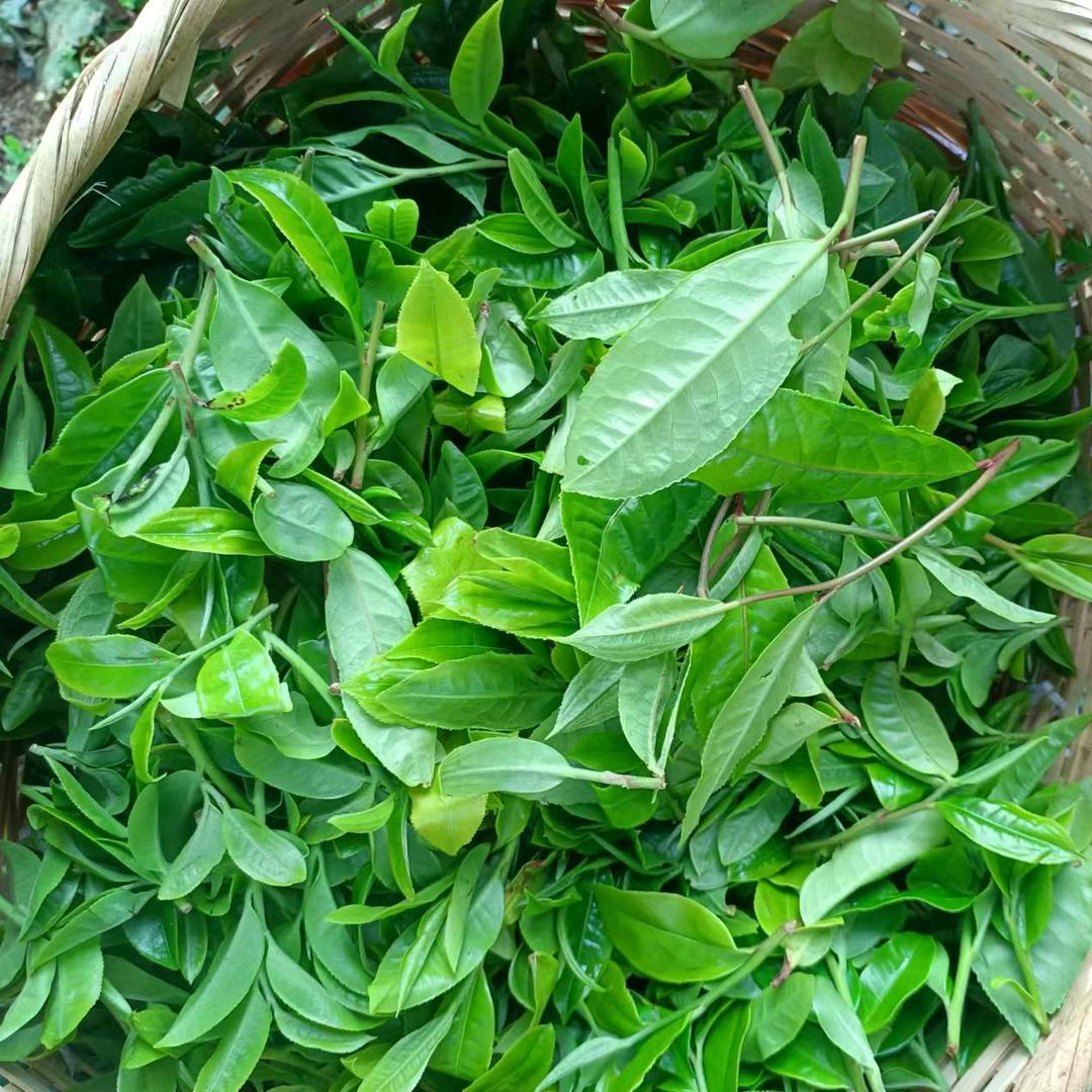 云南嘉韵古茶