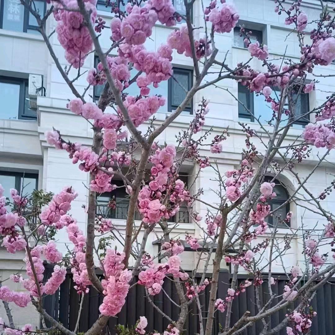 昔维
