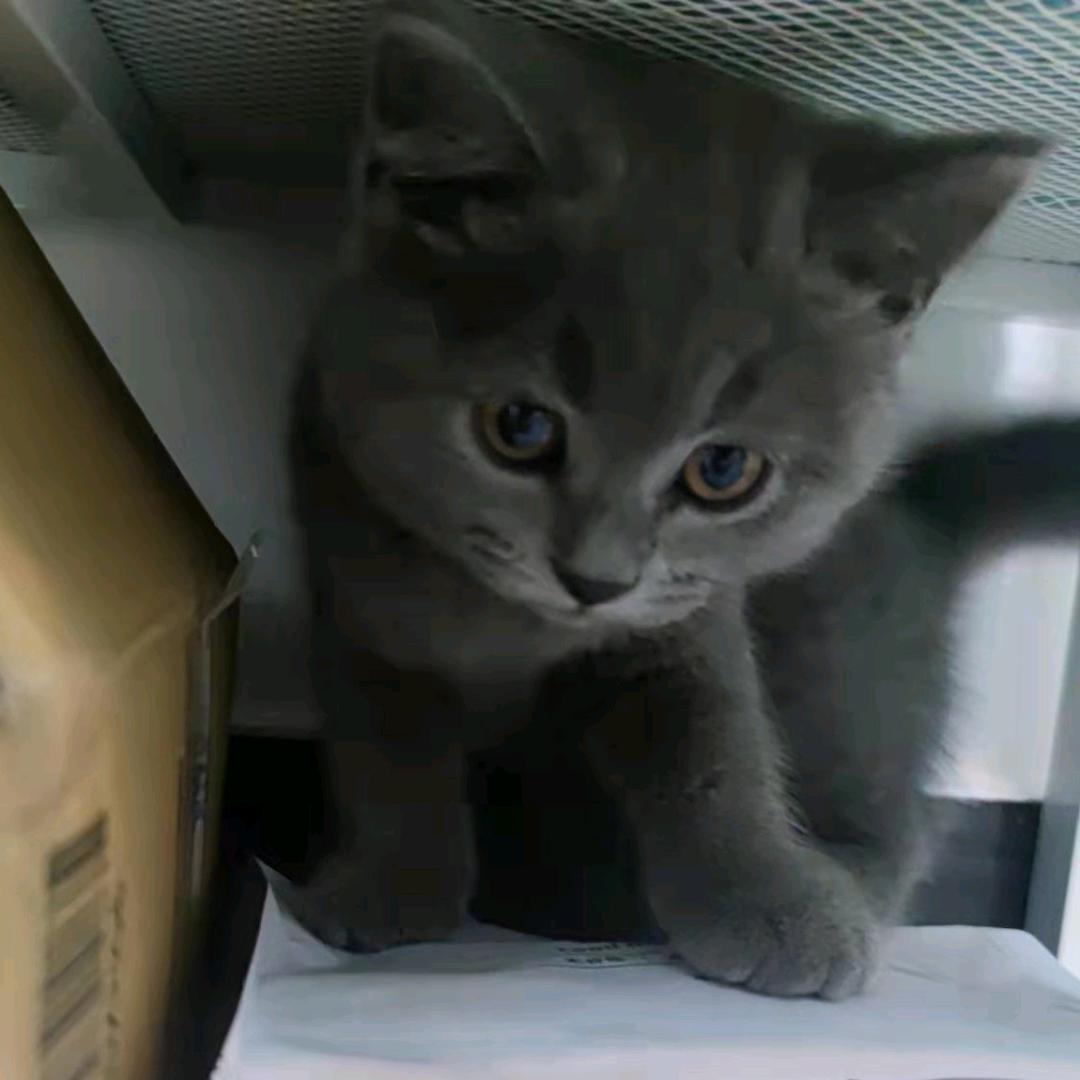 橘酱的家🏠（硬装中）