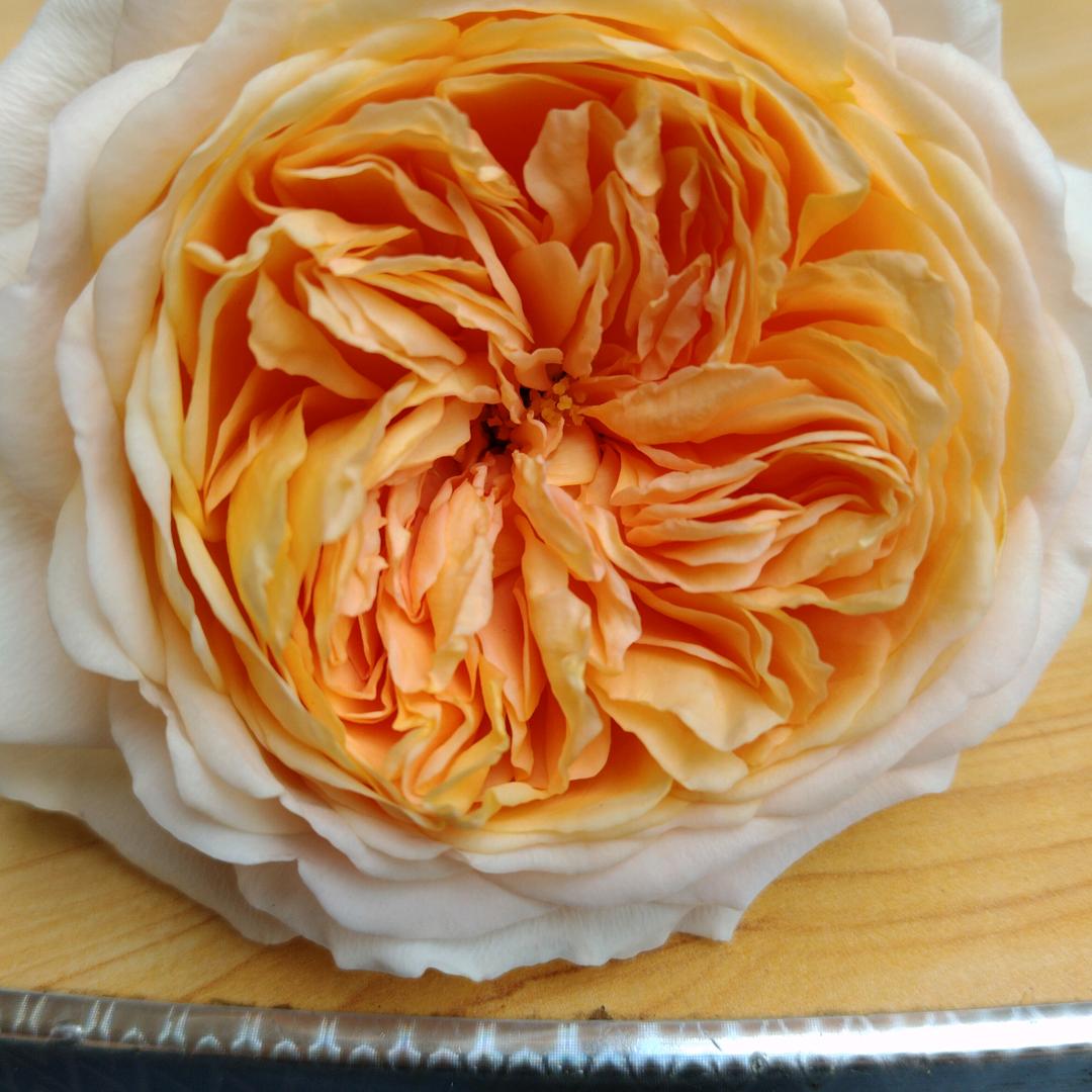 风雨过后必是彩虹