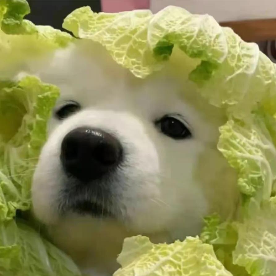 你好菜