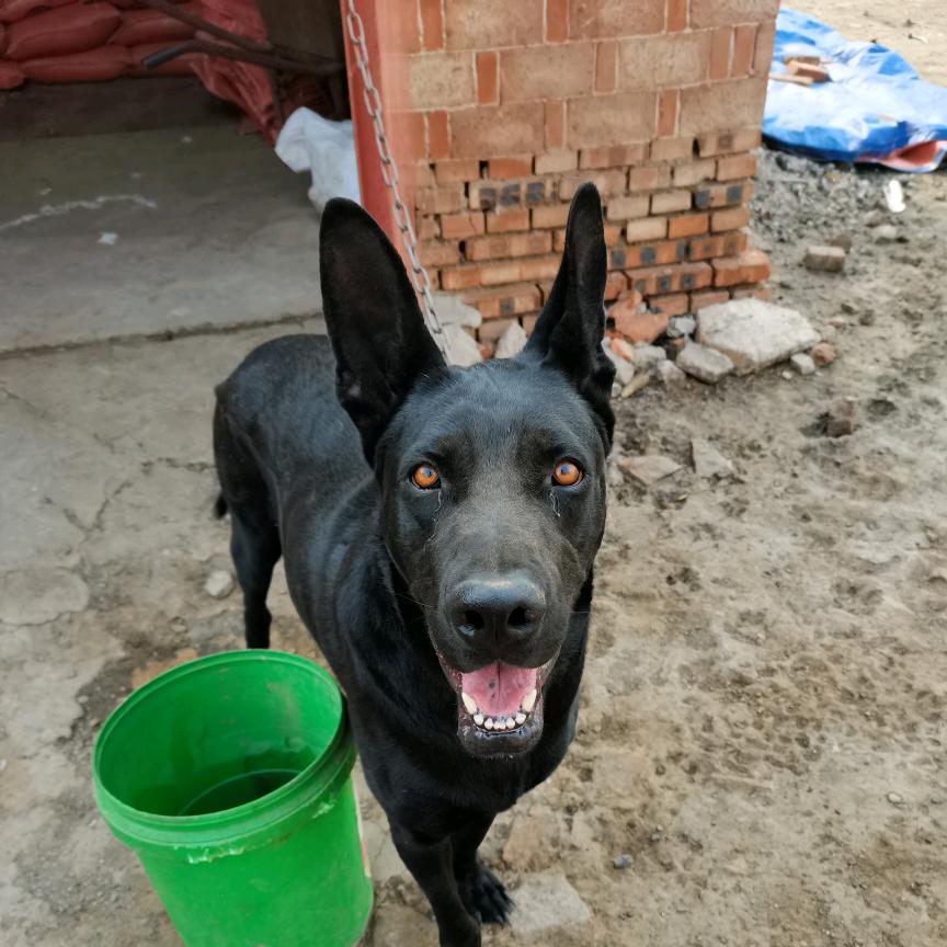 小李     黑狼犬养殖