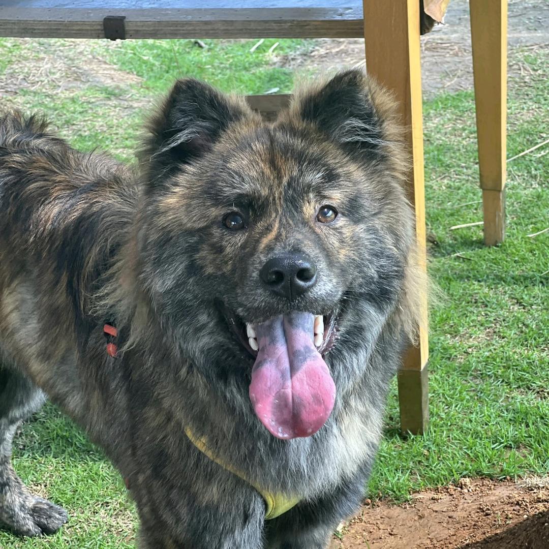 广西田园犬（小孩姐）