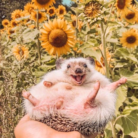 不知芥(造梦版)