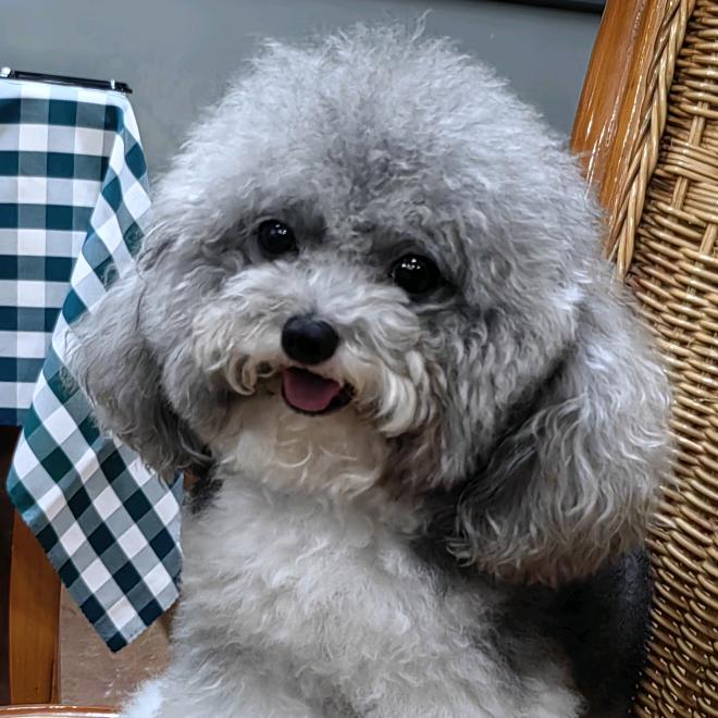 爱犬食语（馋汪补给站）