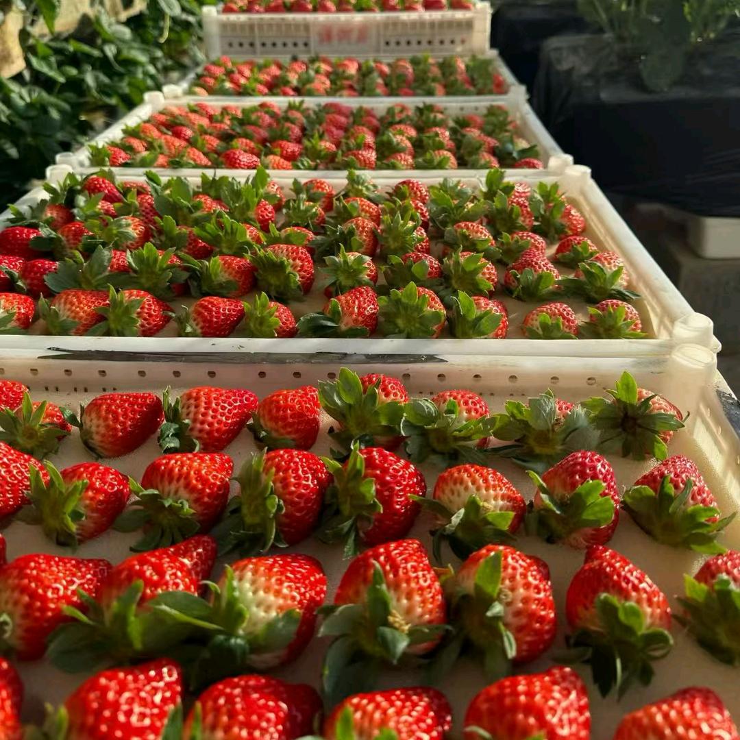 东港海鲜（东港草莓蓝莓）