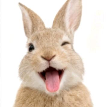 宏浩兔业糯米兔兔