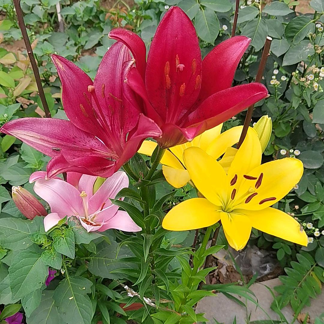 凯凯