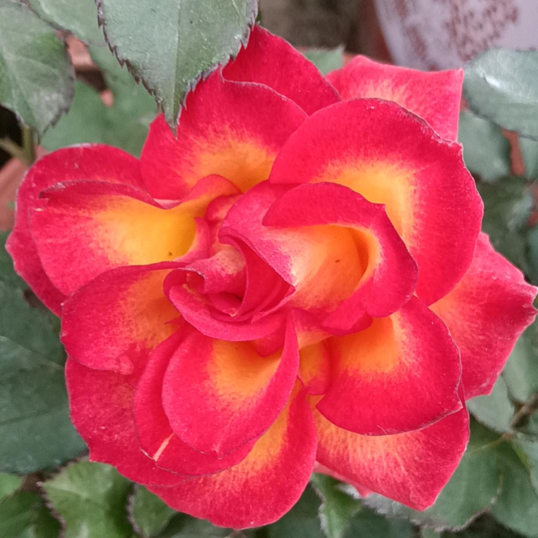 🍒🍒如愿🍒🍒