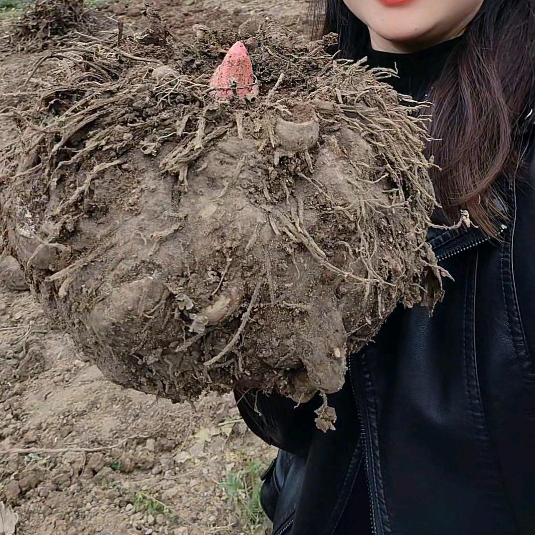 贵州芋丰农业发展有限公司