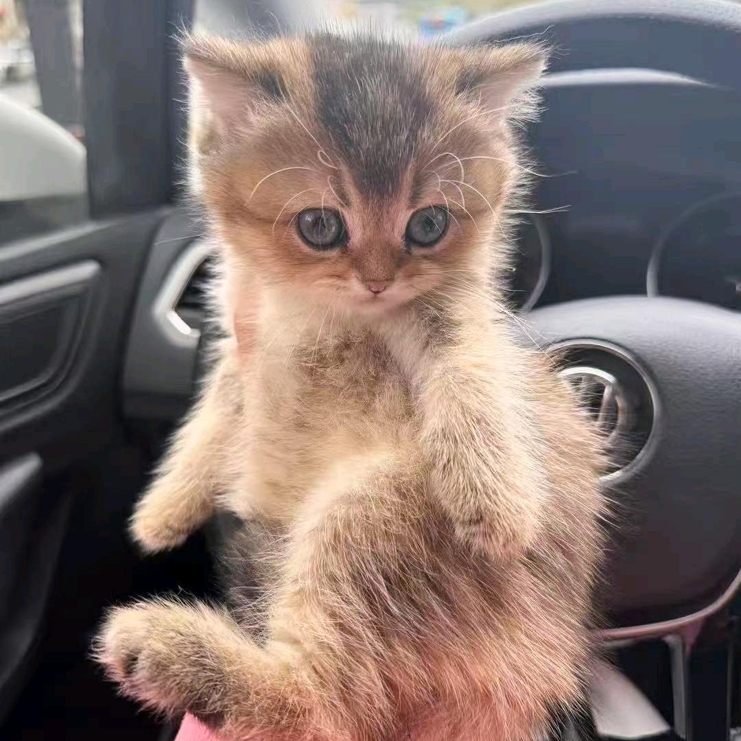 海绵宝宝的宝宝