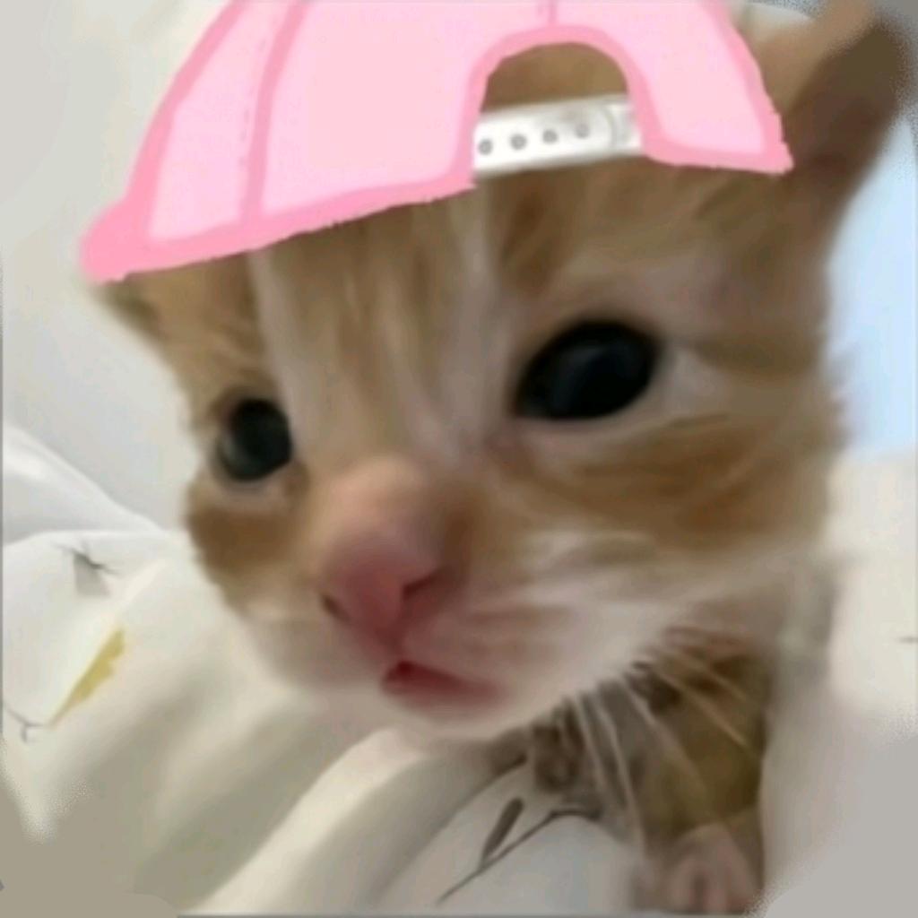 歪头小猫不说鱼块