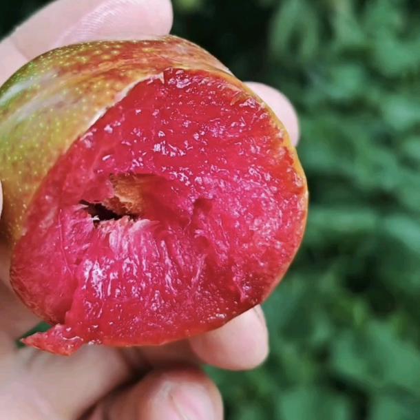 沭阳种植红心李子的