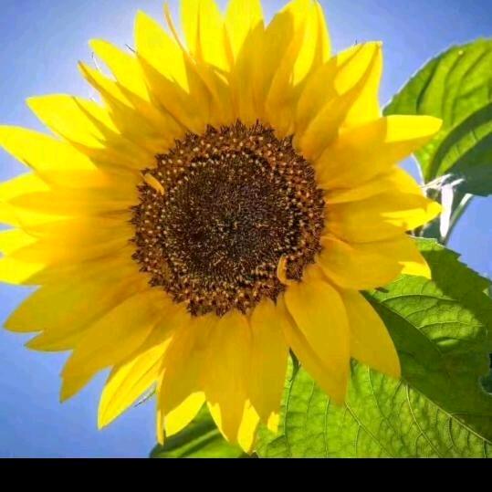 红太阳🚗🇨🇳