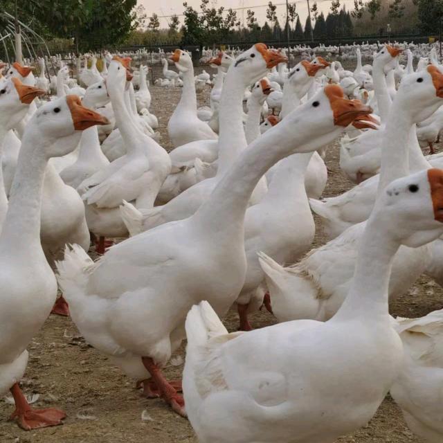 鑫隆大种鹅苗孵化