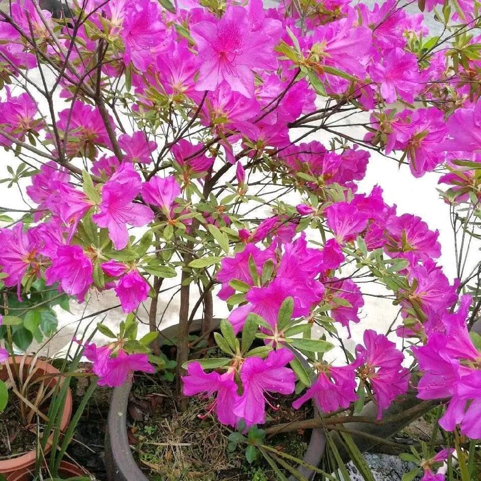 随缘