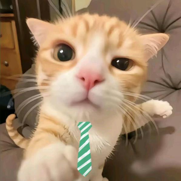 凑凑小猫🐾