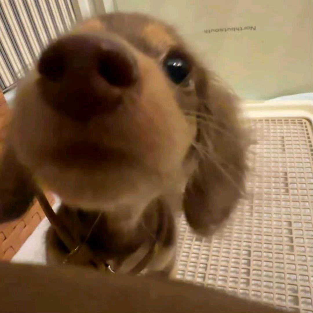 kiiiweee