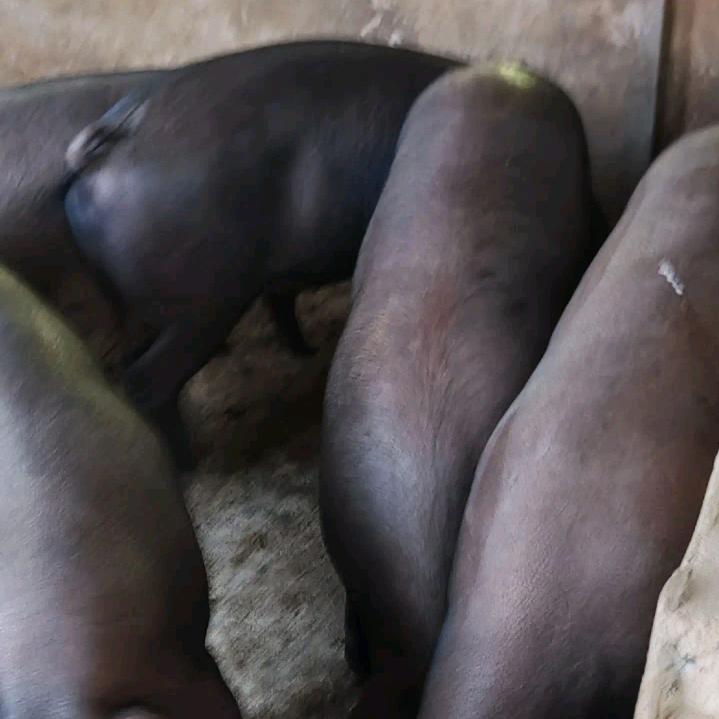 老胡生态散养黑猪羊