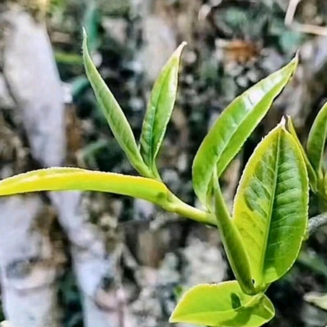 茶缘