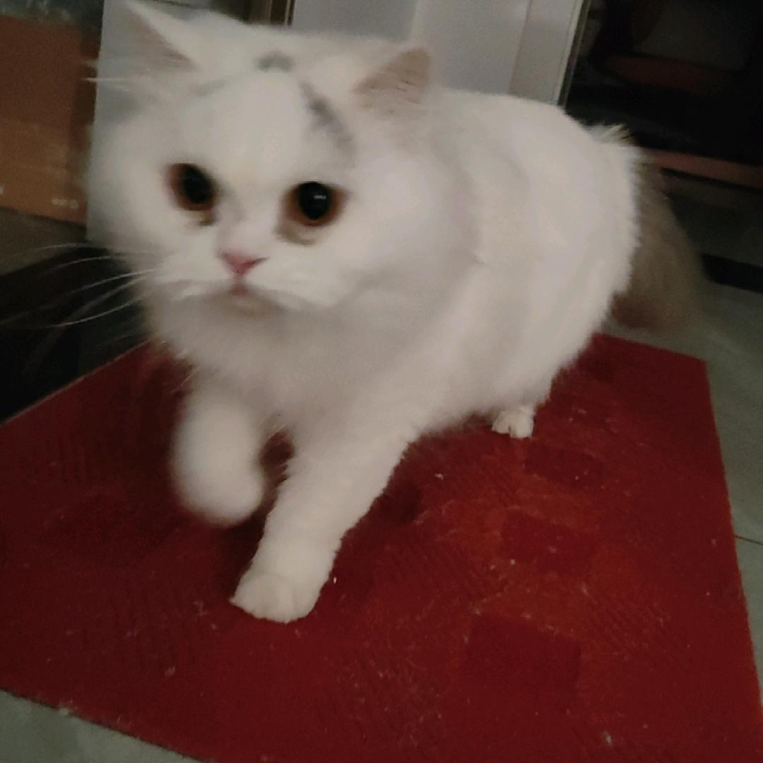 红烧鲷鱼饭