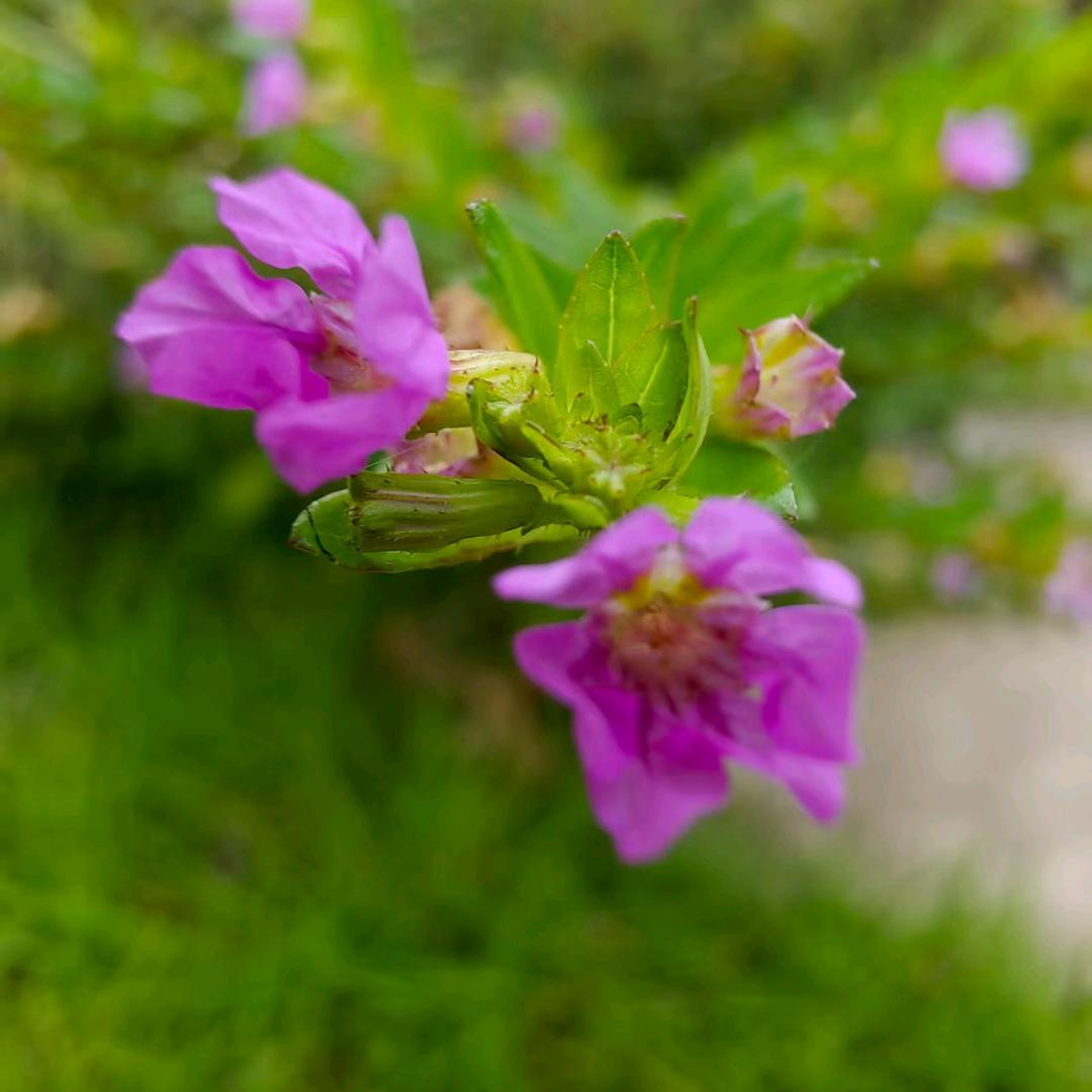 🌻🌹缘来缘去 🌹凌云🌹🌻