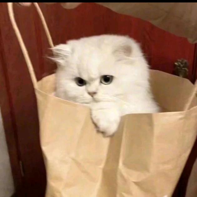 嘟嘟不要黑眼圈