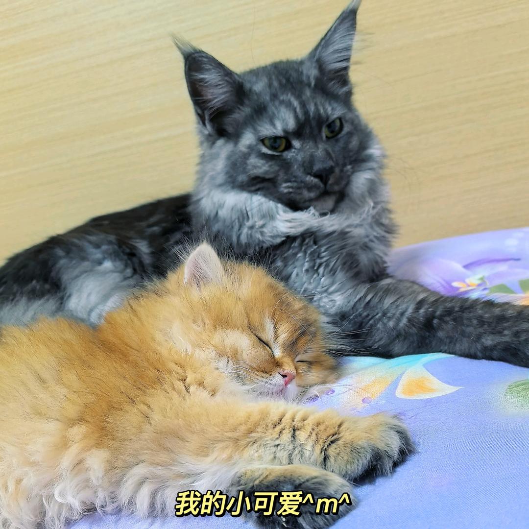 猫咪芭万与胖虎