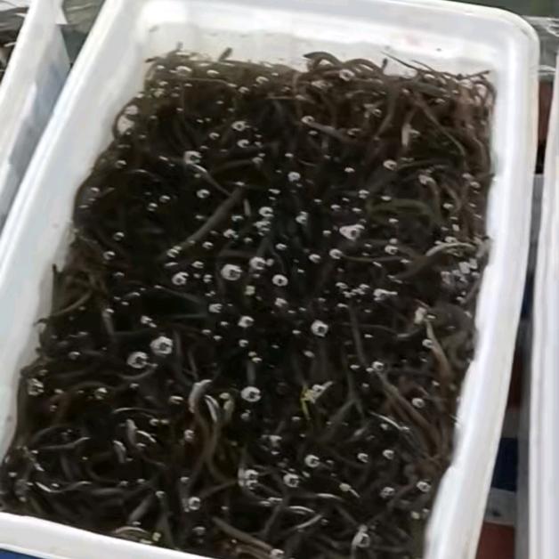 黄鳝的奇妙养殖日记