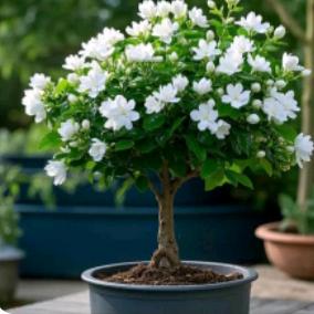 *「」微醺大叔(ಡωಡ) 『』