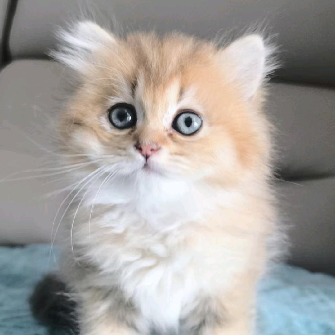 元宝是只长毛猫
