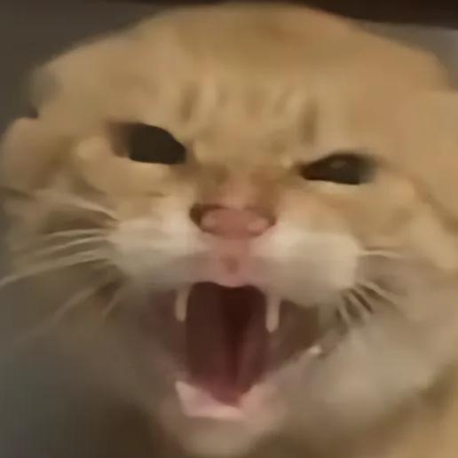 zmjjkk头像