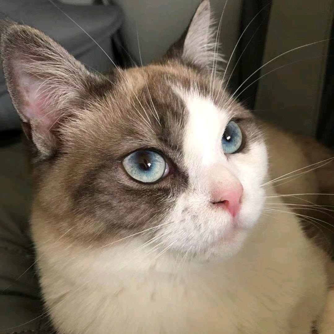 小猫每一天