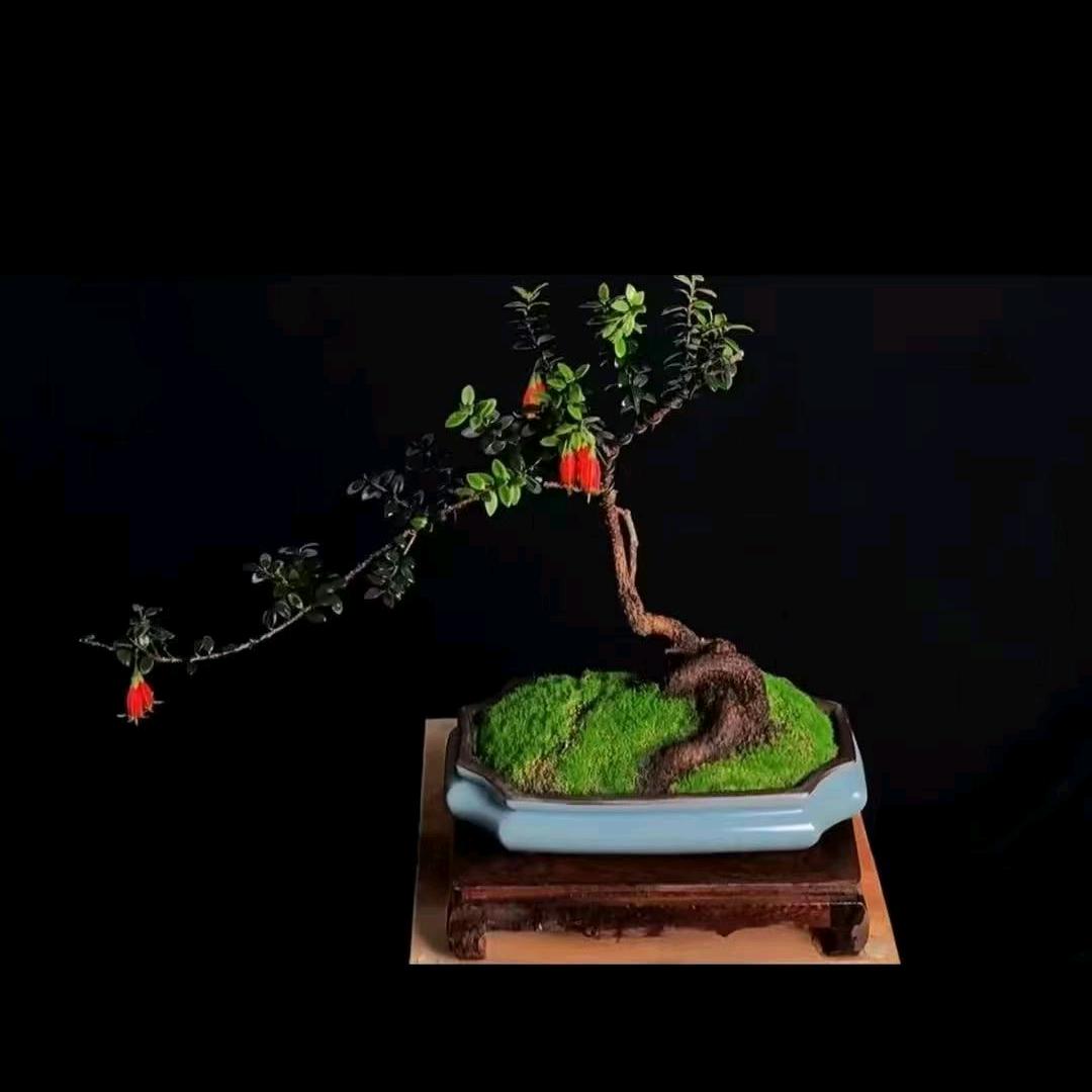 中缅花卉盆景