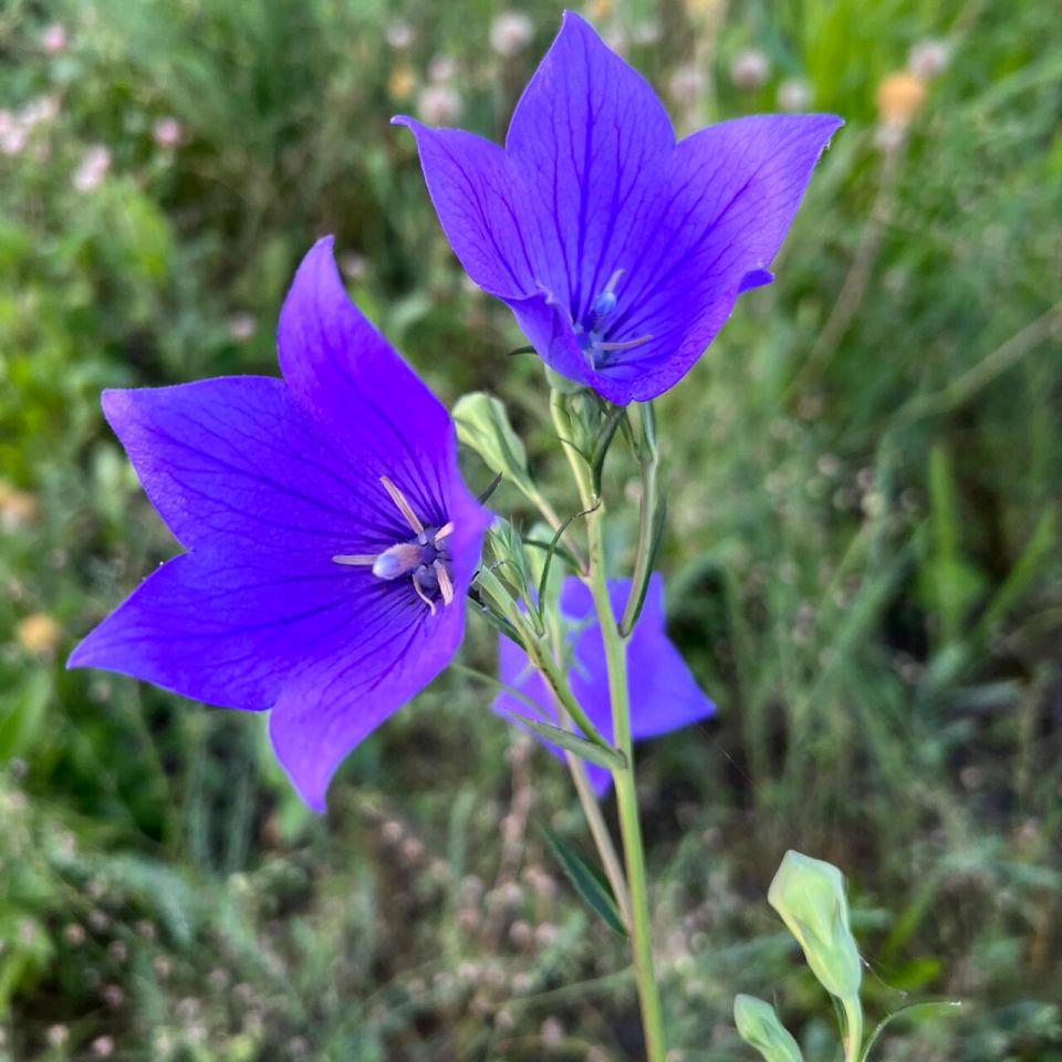 ༇ ঞꦿꦿ敬꧔ꦿ᭄