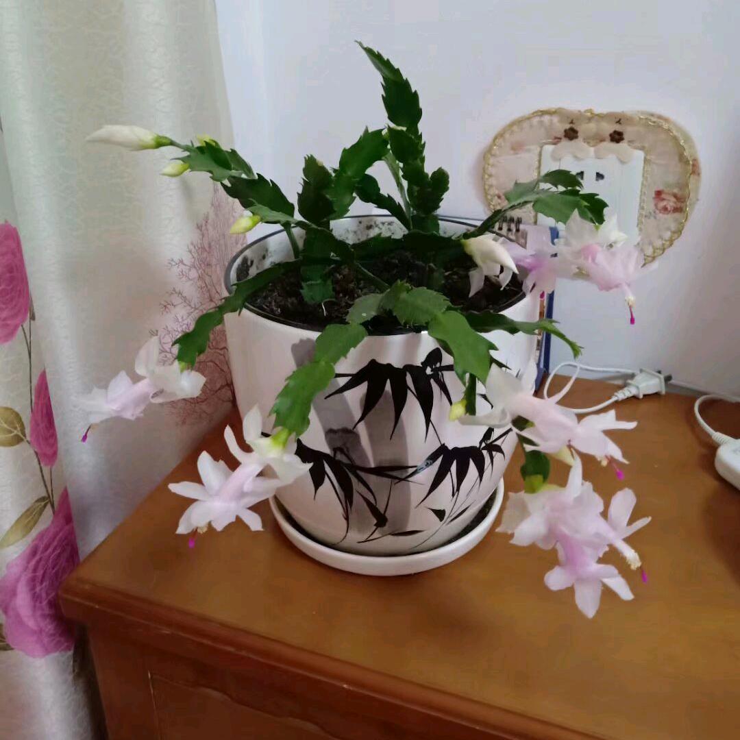 微笑释怀
