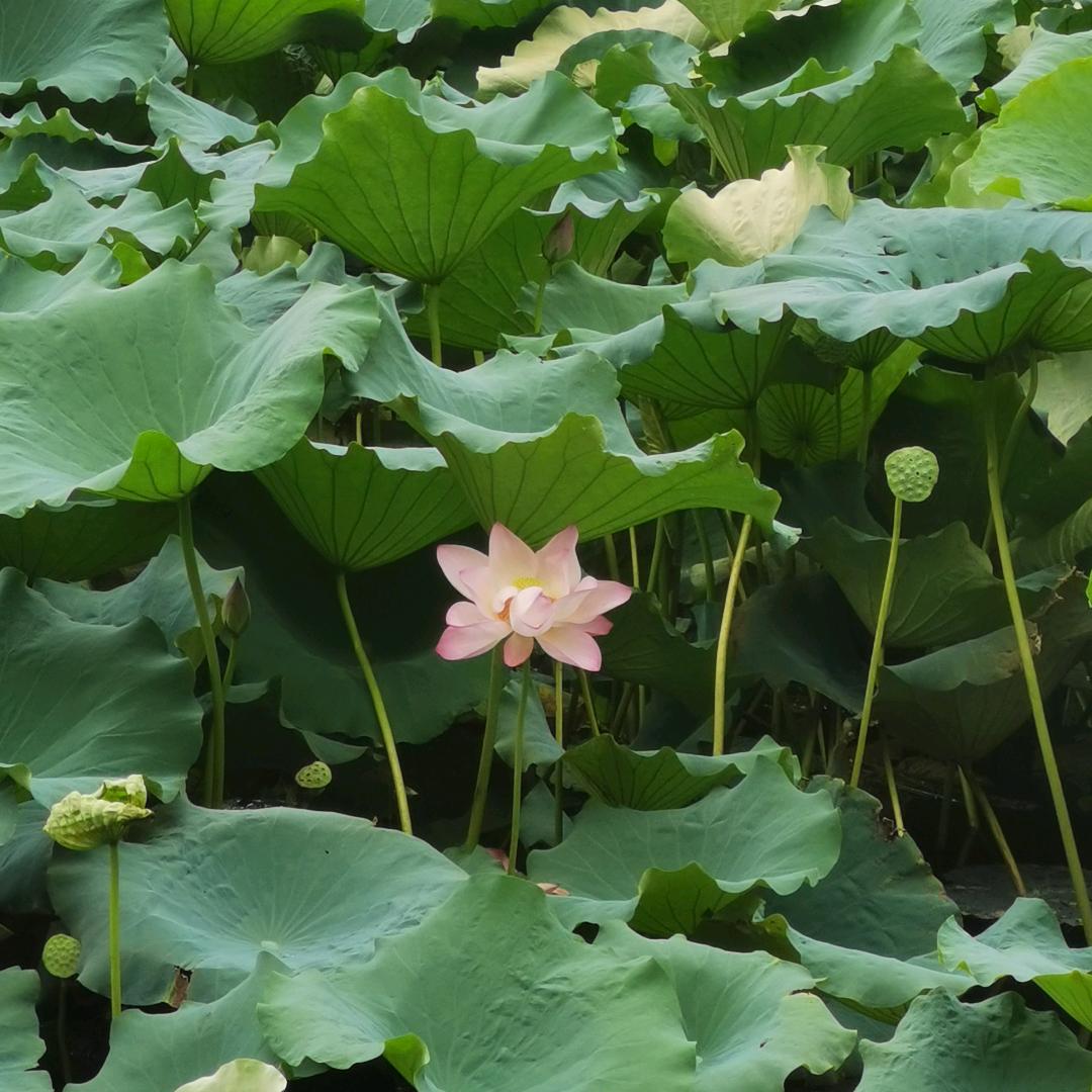 牛油果