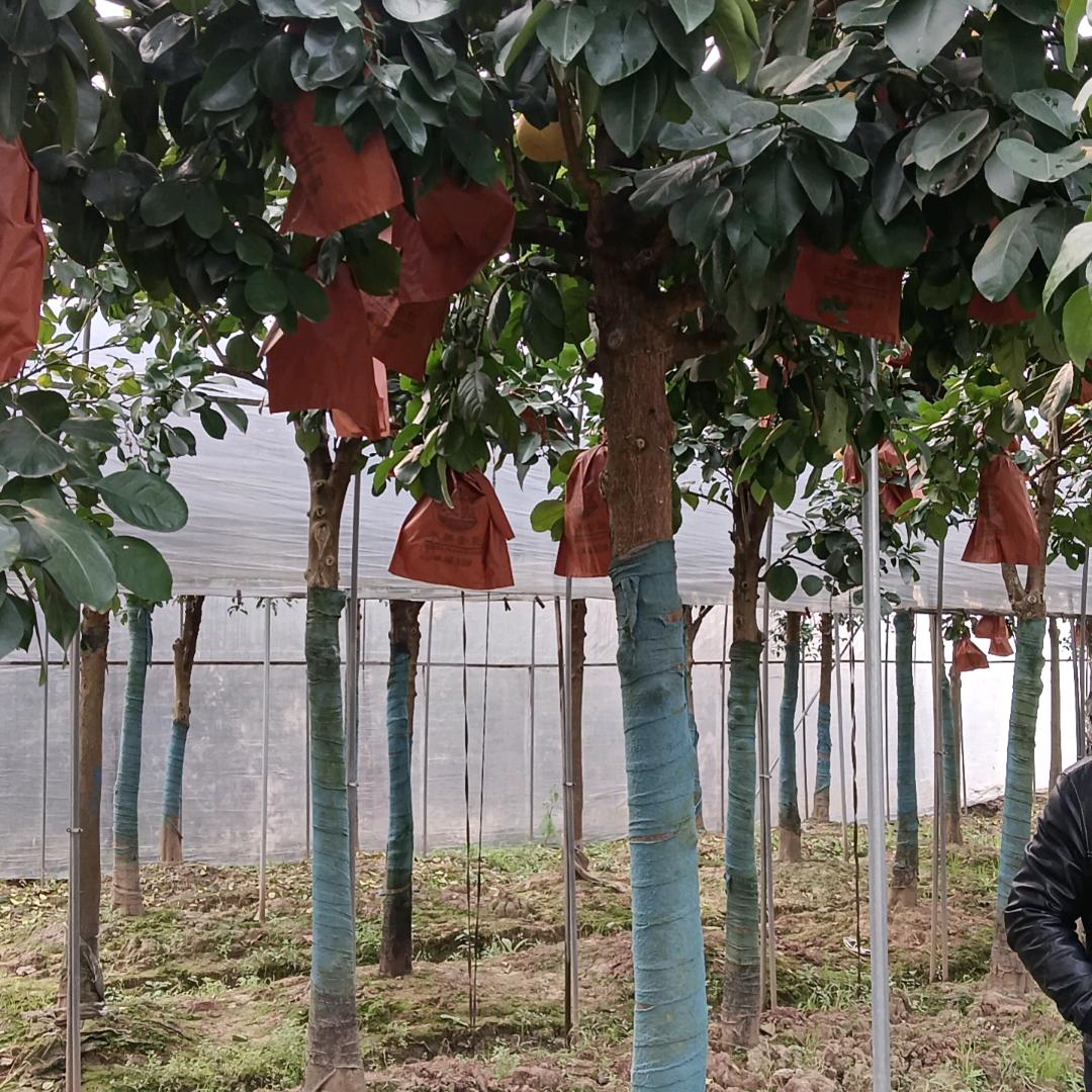 金华馨瑞苗木花卉优品店