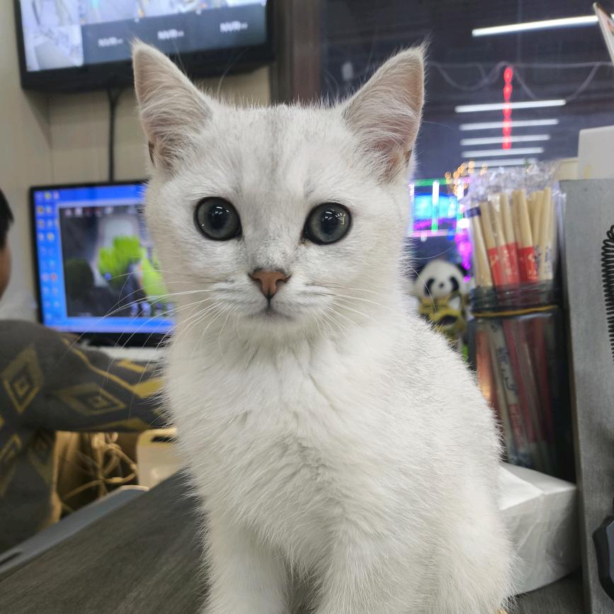 生活有点苦，来点糖甜甜