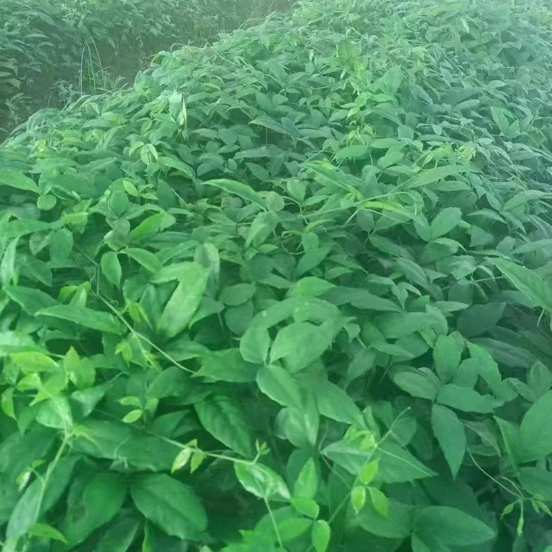 三叶青种植基地～小刘