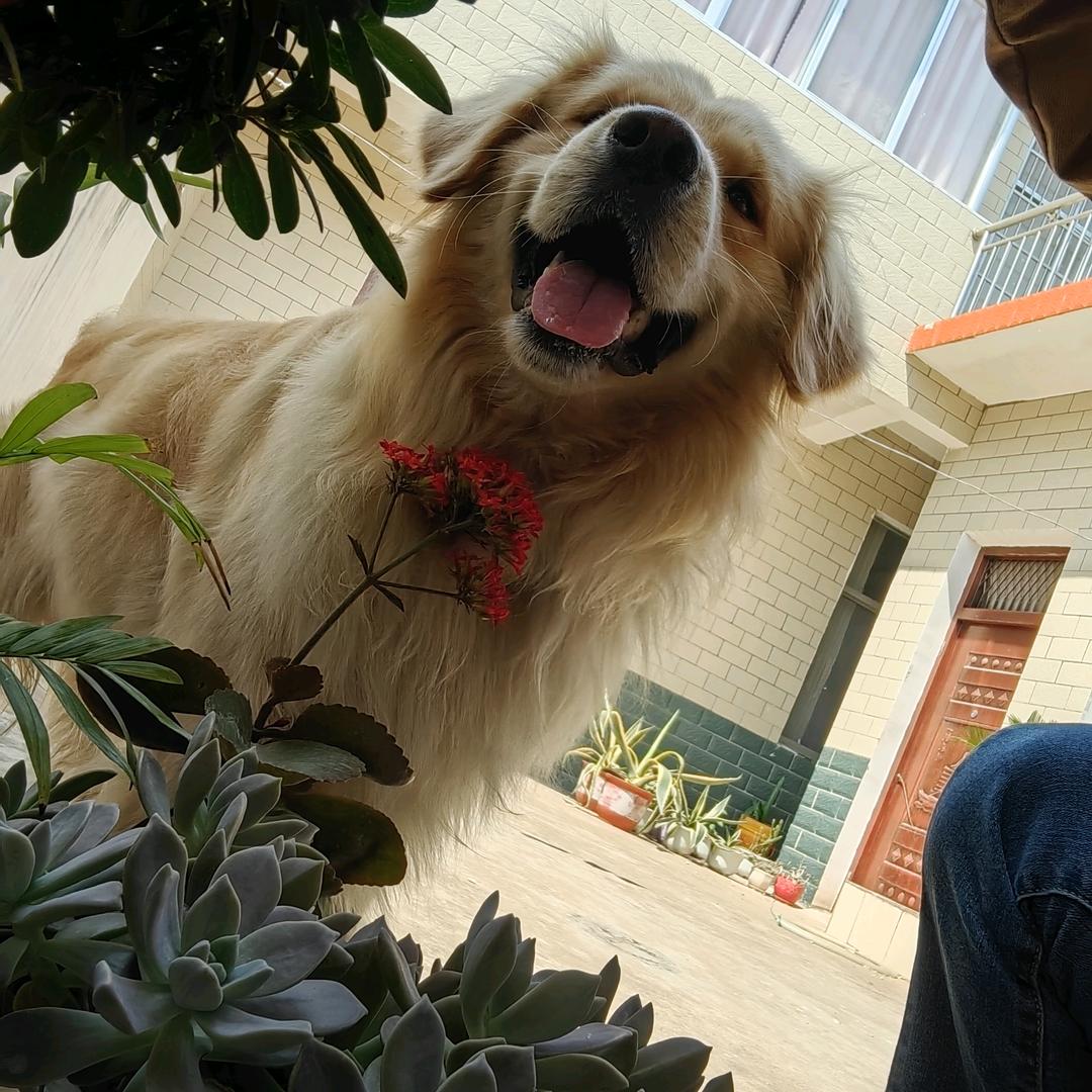 蒲公英的约定Lmr