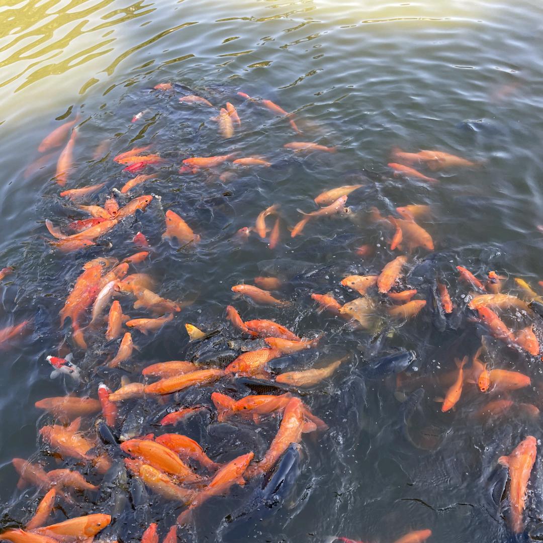 随意小哈