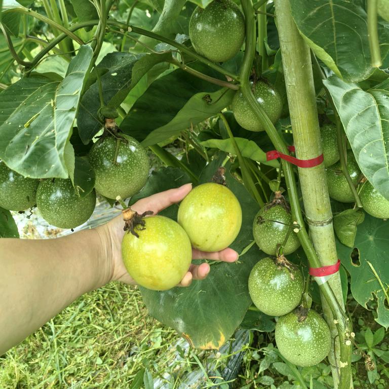 刘果果（张佳坊湾田村）